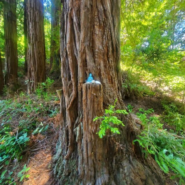The way the trees are honored here feels perfect. After all of our lightning storms, fires and floods, they have been under siege for years. 
.
.
With new stalks peeking out and bright green growth on the edge of old redwoods, it's so awesome to see. It gives me hope.
.
.
The forest is always healing. 🖤
.
.
.
.
.
.
.
#apartment46 #redwoods #capitolainteriordesigner #gardendesigner #beautifulplaces #foresthealing #santacruzhome